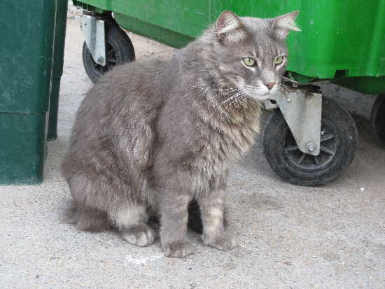 Katze in Marocco