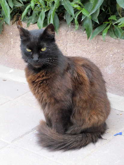 Katze in Fes