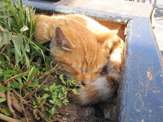 Katze im Blumenkasten