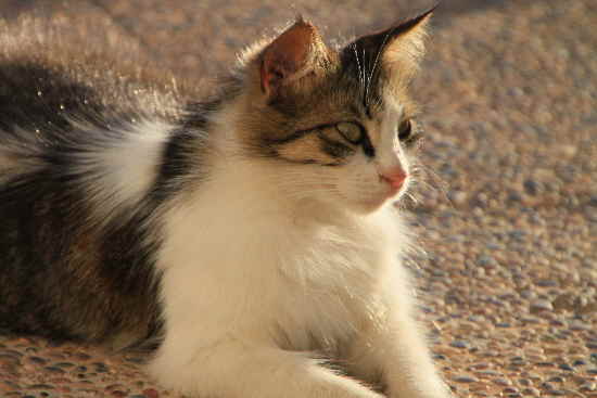 KAtze in der Sonne