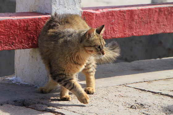 Kater in de Morgensonne