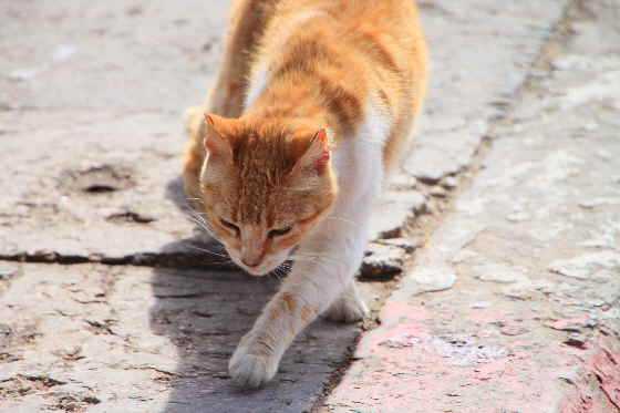 Katze in der Sahara