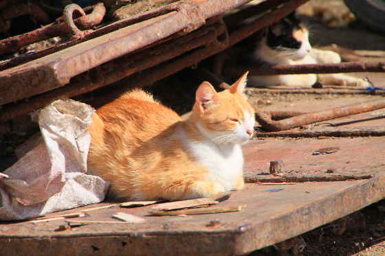 Katze in der Sonne