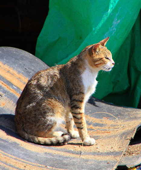 Katze im Hafen