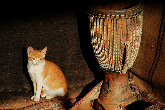 Im Beduinenzelt  Katze