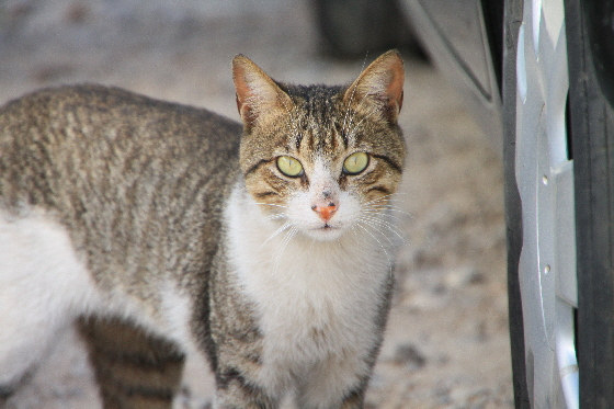 Katze in Fes