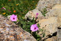 Blumen Marocco