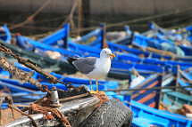 Essaouira